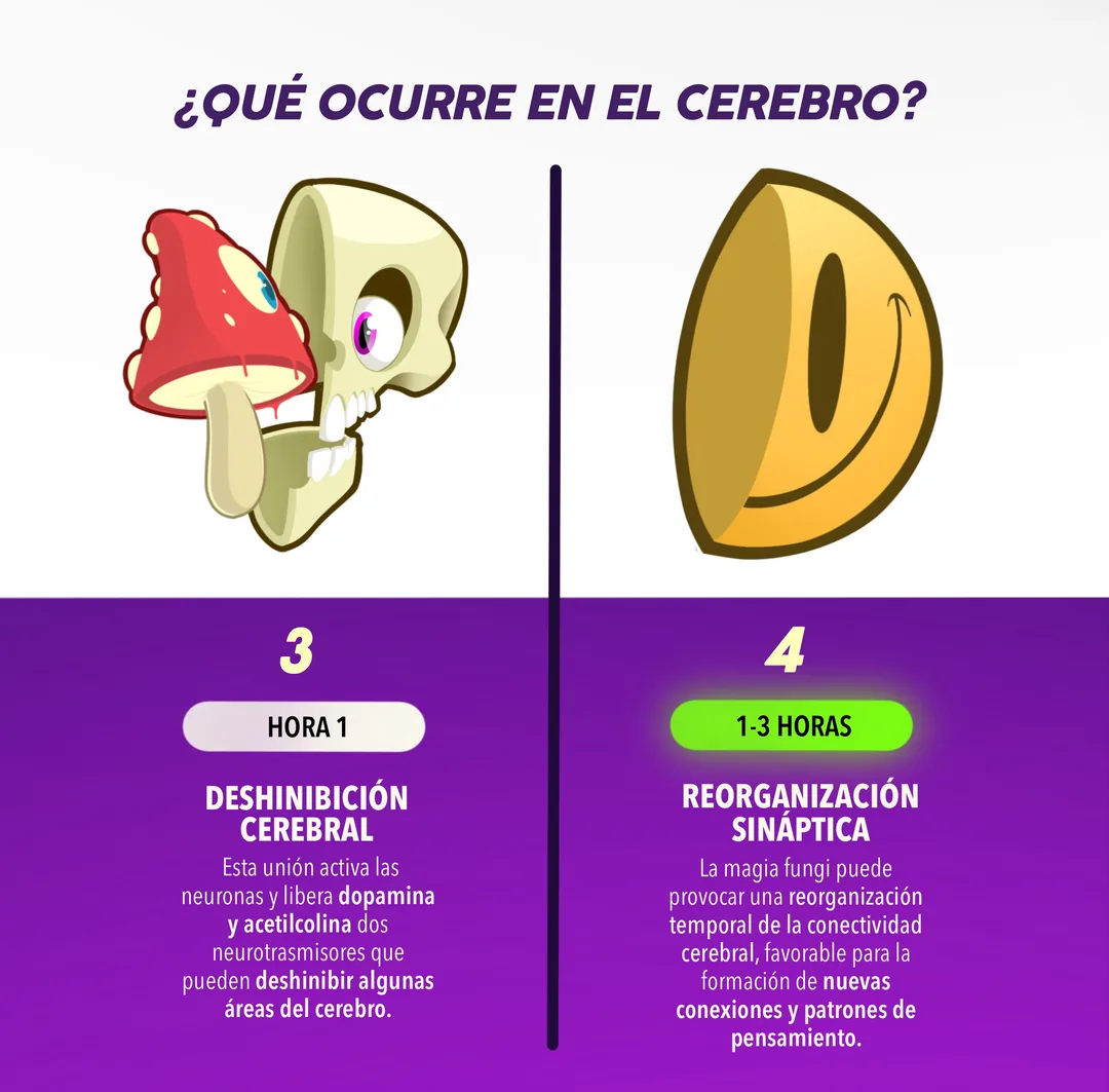 Qué ocurre en el cerebro: deshinibición cerebral (hora 1) y reorganización sináptica (1-3 horas).